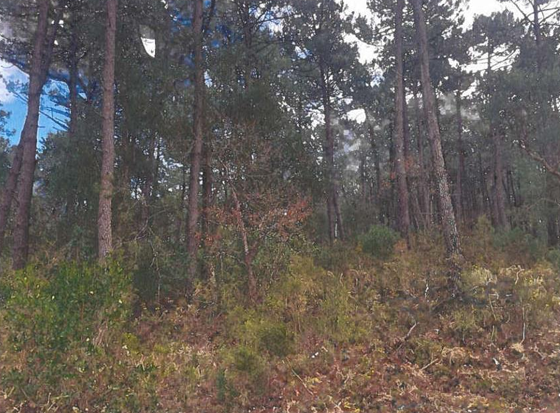 LIT ET MIXE, Terrain 10 000m²