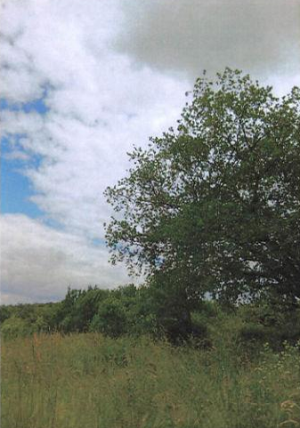 CASTELNAU PICAMPEAU, Terrain à bâtir 4000m²